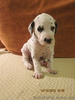 далматин, бесплатная доставка: Харьков, Киев, Одесса, Днепропетровск, Донецк, За - <ro>Изображение</ro><ru>Изображение</ru> #6, <ru>Объявление</ru> #773192