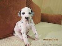 далматин, бесплатная доставка: Харьков, Киев, Одесса, Днепропетровск, Донецк, За - <ro>Изображение</ro><ru>Изображение</ru> #8, <ru>Объявление</ru> #773192