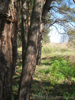 Продам  земельну  ділянку  с.Клюшники - <ro>Изображение</ro><ru>Изображение</ru> #2, <ru>Объявление</ru> #772518