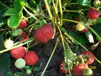 земляника , ежевика, малина. - <ro>Изображение</ro><ru>Изображение</ru> #5, <ru>Объявление</ru> #556376