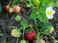 земляника , ежевика, малина. - <ro>Изображение</ro><ru>Изображение</ru> #6, <ru>Объявление</ru> #556376