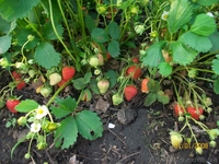 земляника , ежевика, малина. - <ro>Изображение</ro><ru>Изображение</ru> #7, <ru>Объявление</ru> #556376