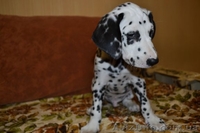 Далматин не оставит равнодушным. - <ro>Изображение</ro><ru>Изображение</ru> #6, <ru>Объявление</ru> #783270