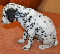 Далматин не оставит равнодушным. - <ro>Изображение</ro><ru>Изображение</ru> #3, <ru>Объявление</ru> #783270