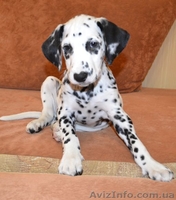 Далматин не оставит равнодушным. - <ro>Изображение</ro><ru>Изображение</ru> #5, <ru>Объявление</ru> #783270