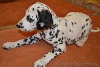 Далматин не оставит равнодушным. - <ro>Изображение</ro><ru>Изображение</ru> #2, <ru>Объявление</ru> #783270