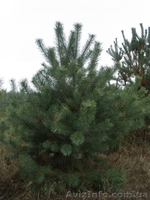 Новогодние сосны, живые елки оптом - <ro>Изображение</ro><ru>Изображение</ru> #1, <ru>Объявление</ru> #788146