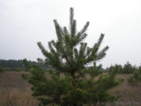 Новогодние сосны, живые елки оптом - <ro>Изображение</ro><ru>Изображение</ru> #2, <ru>Объявление</ru> #788146