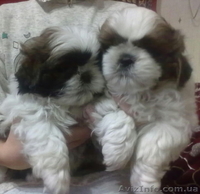 Ищут своего заботливого хозяина очаровательные щеночки породы Ши-тцу. - <ro>Изображение</ro><ru>Изображение</ru> #1, <ru>Объявление</ru> #826085