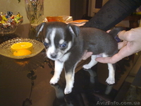 Супер качество! Чихуахуа! - <ro>Изображение</ro><ru>Изображение</ru> #1, <ru>Объявление</ru> #821336