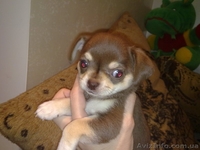 Супер качество! Чихуахуа! - <ro>Изображение</ro><ru>Изображение</ru> #3, <ru>Объявление</ru> #821336