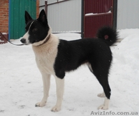 Російсько-європейська лайка дівчинка - <ro>Изображение</ro><ru>Изображение</ru> #1, <ru>Объявление</ru> #820715