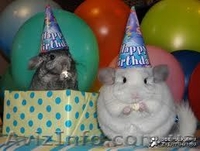 Продам Шиншилл  - <ro>Изображение</ro><ru>Изображение</ru> #1, <ru>Объявление</ru> #831481