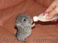 Продам Шиншилл  - <ro>Изображение</ro><ru>Изображение</ru> #2, <ru>Объявление</ru> #831481