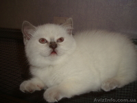 Хорошим людям- плюшевое счастье. - <ro>Изображение</ro><ru>Изображение</ru> #2, <ru>Объявление</ru> #828874