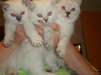 Хорошим людям- плюшевое счастье. - <ro>Изображение</ro><ru>Изображение</ru> #4, <ru>Объявление</ru> #828874