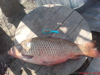 участок на берегу реки - <ro>Изображение</ro><ru>Изображение</ru> #1, <ru>Объявление</ru> #837370