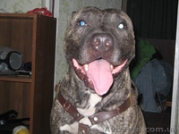 Ищу невесту породы питбуль - <ro>Изображение</ro><ru>Изображение</ru> #2, <ru>Объявление</ru> #870704