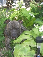 Ищу невесту породы питбуль - <ro>Изображение</ro><ru>Изображение</ru> #3, <ru>Объявление</ru> #870704