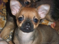девочка чихуахуа - <ro>Изображение</ro><ru>Изображение</ru> #1, <ru>Объявление</ru> #876449