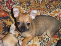 девочка чихуахуа - <ro>Изображение</ro><ru>Изображение</ru> #2, <ru>Объявление</ru> #876449