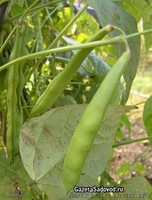 Срочно требуются рабочие на уборку с полей бобов, кукурузы, спаржи - <ro>Изображение</ro><ru>Изображение</ru> #1, <ru>Объявление</ru> #881833