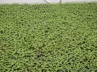 Промышленная Теплица для фермерских хозяйств - <ro>Изображение</ro><ru>Изображение</ru> #4, <ru>Объявление</ru> #879209