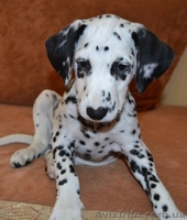 далматин продам - <ro>Изображение</ro><ru>Изображение</ru> #1, <ru>Объявление</ru> #927531