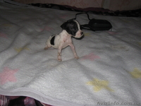 Щенок той-терера 2 мес мальчики і девочки цена 650 грн. - <ro>Изображение</ro><ru>Изображение</ru> #4, <ru>Объявление</ru> #924688