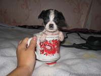 Щенок той-терера 2 мес мальчики і девочки цена 650 грн. - <ro>Изображение</ro><ru>Изображение</ru> #2, <ru>Объявление</ru> #924688