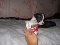 Щенок той-терера 2 мес мальчики і девочки цена 650 грн. - <ro>Изображение</ro><ru>Изображение</ru> #3, <ru>Объявление</ru> #924688
