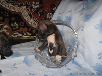 той-тирєр девочка 2 мес. максимальна вага 2 кг. т. 0951060117 800 грн. - <ro>Изображение</ro><ru>Изображение</ru> #4, <ru>Объявление</ru> #924691