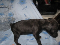 той-тирєр девочка 2 мес. максимальна вага 2 кг. т. 0951060117 800 грн. - <ro>Изображение</ro><ru>Изображение</ru> #2, <ru>Объявление</ru> #924691