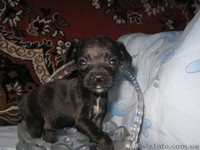 той-тирєр девочка 2 мес. максимальна вага 2 кг. т. 0951060117 800 грн. - <ro>Изображение</ro><ru>Изображение</ru> #3, <ru>Объявление</ru> #924691
