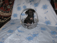 той-тирєр девочка 2 мес. максимальна вага 2 кг. т. 0951060117 800 грн. - <ro>Изображение</ro><ru>Изображение</ru> #1, <ru>Объявление</ru> #924691