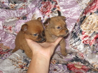 чихуахуа щенки 2.5 мес мальчики і девочки цена 1300 грн. торг. - <ro>Изображение</ro><ru>Изображение</ru> #4, <ru>Объявление</ru> #924684