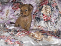 чихуахуа щенки 2.5 мес мальчики і девочки цена 1300 грн. торг. - <ro>Изображение</ro><ru>Изображение</ru> #2, <ru>Объявление</ru> #924684