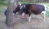 Продаються корови - <ro>Изображение</ro><ru>Изображение</ru> #1, <ru>Объявление</ru> #931156