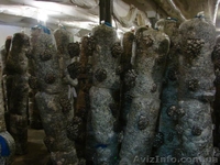 мицелий вешенки Полтава - <ro>Изображение</ro><ru>Изображение</ru> #3, <ru>Объявление</ru> #775247