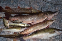 Турбаза Тополь возле с Келеберда - <ro>Изображение</ro><ru>Изображение</ru> #10, <ru>Объявление</ru> #577278