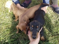 Такса щенки - <ro>Изображение</ro><ru>Изображение</ru> #2, <ru>Объявление</ru> #1008202