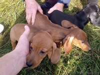 Такса щенки - <ro>Изображение</ro><ru>Изображение</ru> #1, <ru>Объявление</ru> #1008202