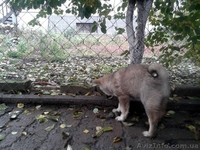 Питомник. Русско-европейские и западносибирские лайки. - <ro>Изображение</ro><ru>Изображение</ru> #3, <ru>Объявление</ru> #1007525