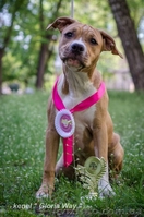 Лудший Беби породы щенок девочка АСТ  - <ro>Изображение</ro><ru>Изображение</ru> #4, <ru>Объявление</ru> #1099035