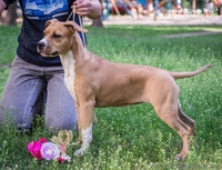 Лудший Беби породы щенок девочка АСТ  - <ro>Изображение</ro><ru>Изображение</ru> #1, <ru>Объявление</ru> #1099035