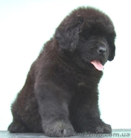 Продам  щенков ньюфаундленда - <ro>Изображение</ro><ru>Изображение</ru> #3, <ru>Объявление</ru> #1133163