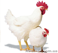 бройлеры живым весом - <ro>Изображение</ro><ru>Изображение</ru> #1, <ru>Объявление</ru> #1136547