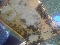 Продам подсолнечный мед со своей пасеки - <ro>Изображение</ro><ru>Изображение</ru> #3, <ru>Объявление</ru> #1144395