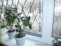 Спешите успеть! - <ro>Изображение</ro><ru>Изображение</ru> #5, <ru>Объявление</ru> #1225530