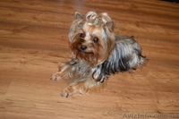 Недорого продам щенков йоркширский терьер - <ro>Изображение</ro><ru>Изображение</ru> #4, <ru>Объявление</ru> #1249943